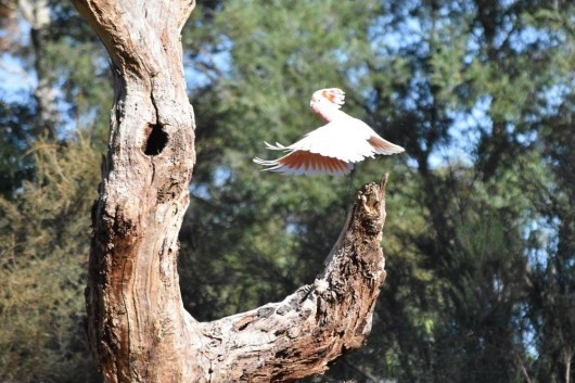 Cockatoo