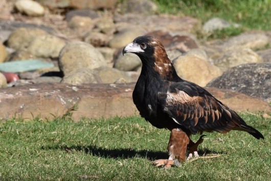 Black Breasted Buzzard
