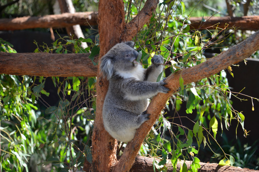 Koala