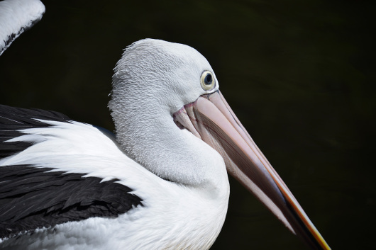 Pelicans