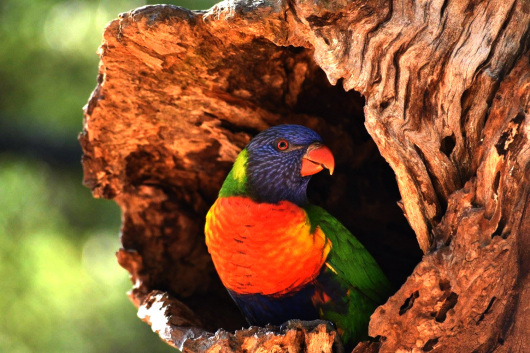 Rosella