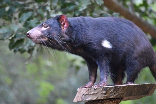 Tasmanian Devil