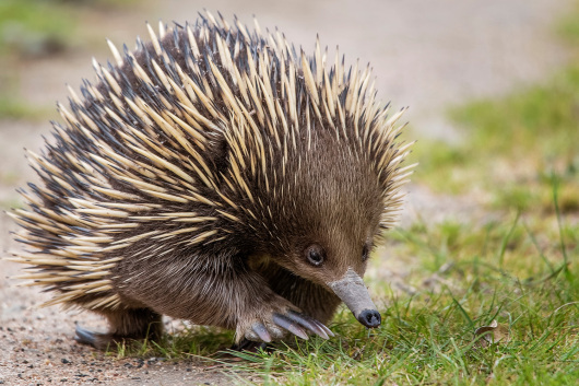 Echidna
