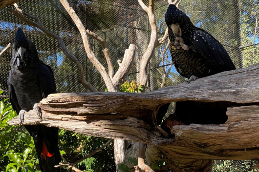 Black Cockatoos