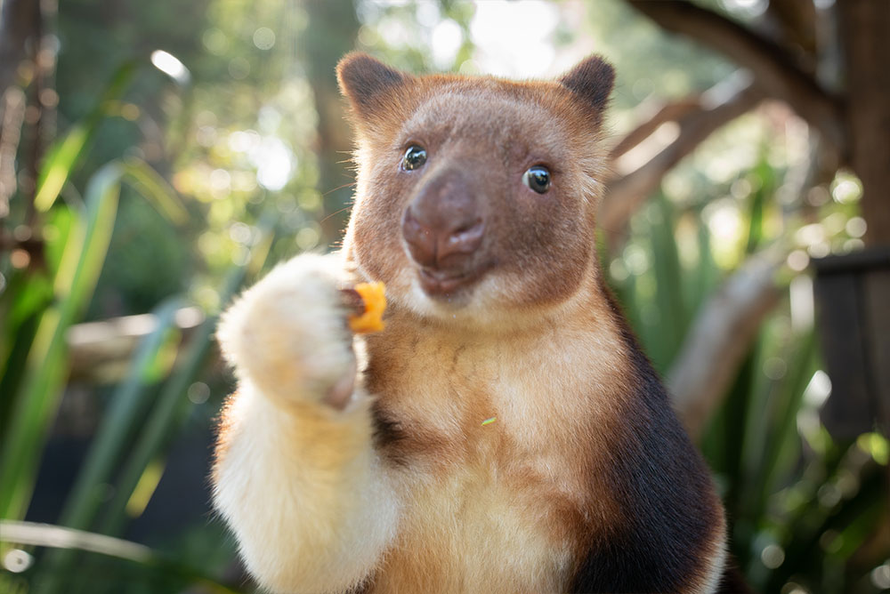 Healesville Sanctuary Twilight Tour - Limited Sessions