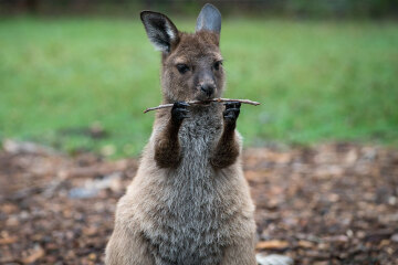 Kangaroo Joey