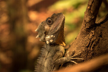 Forest Dragon