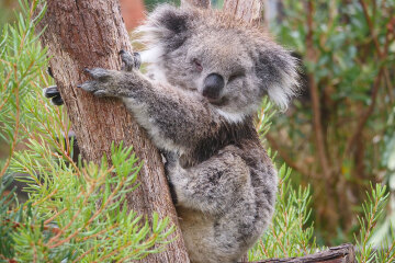 Koala
