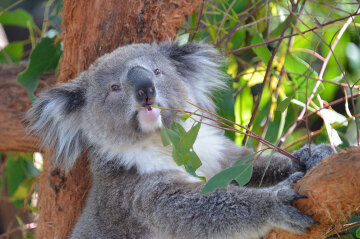 Koala eating