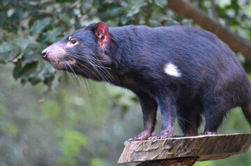 Tasmanian devil